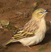 Black-headed Weaver