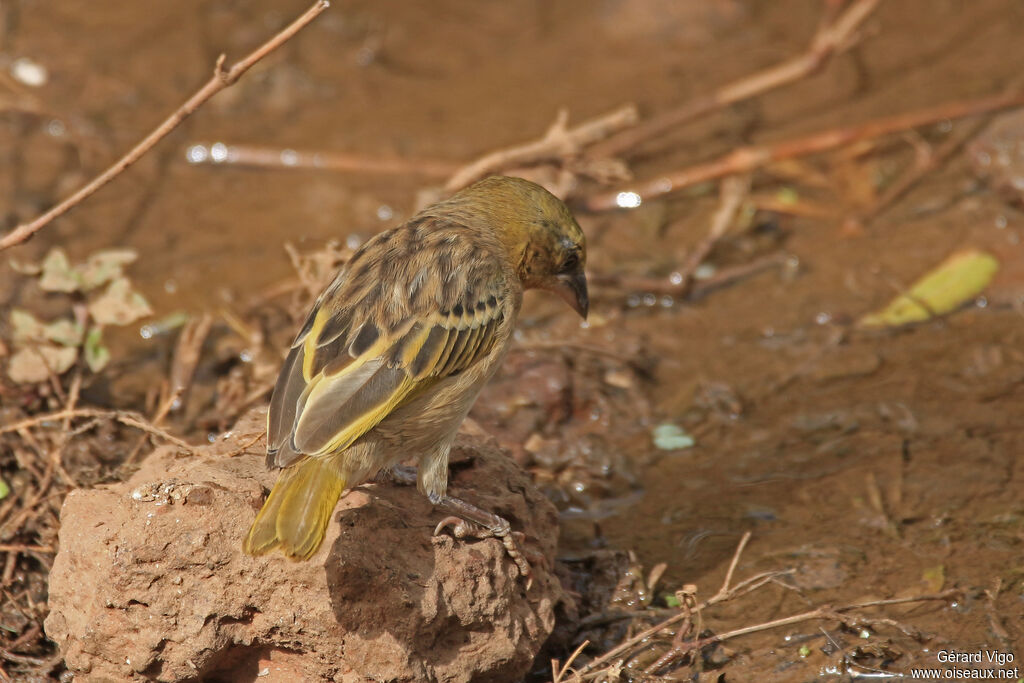 Black-headed Weaver female adult