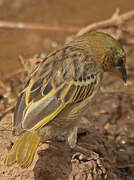 Black-headed Weaver