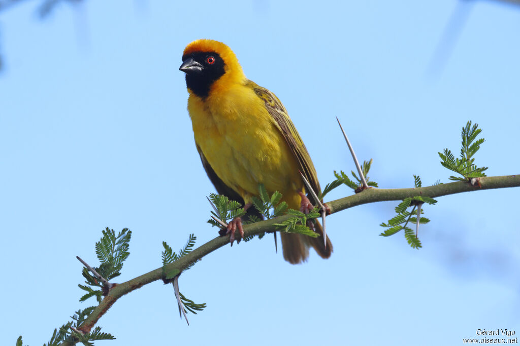 Tisserin à tête rousse mâle adulte