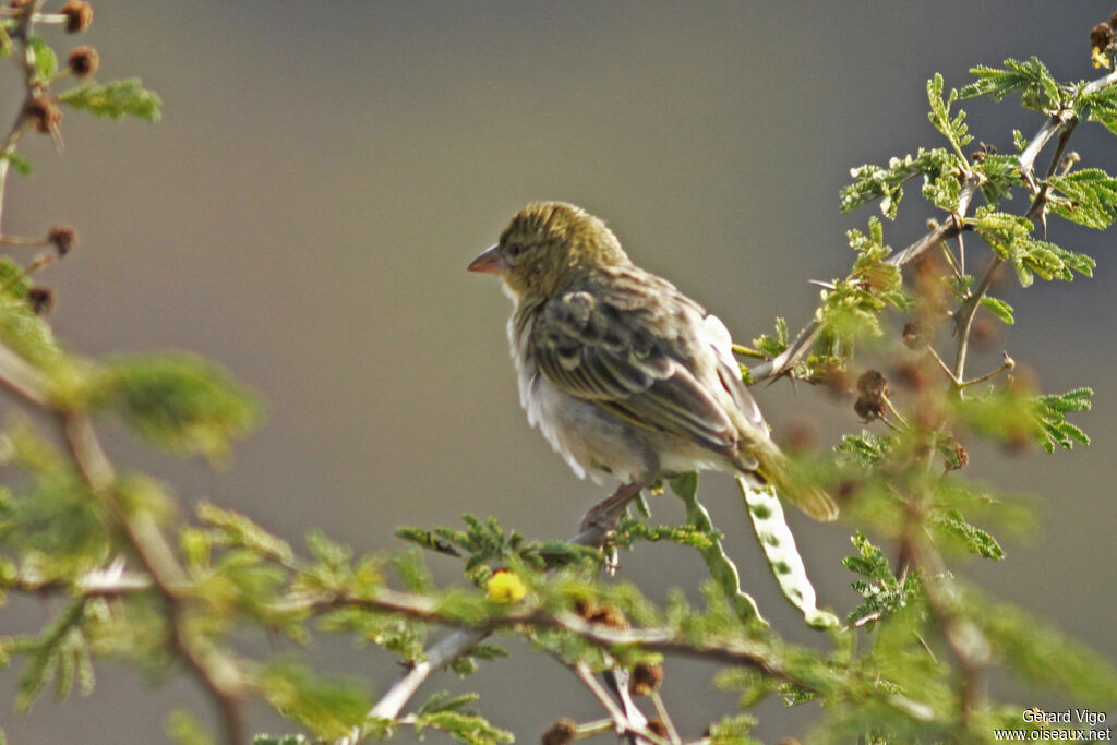 Tisserin de Rüppell femelle adulte