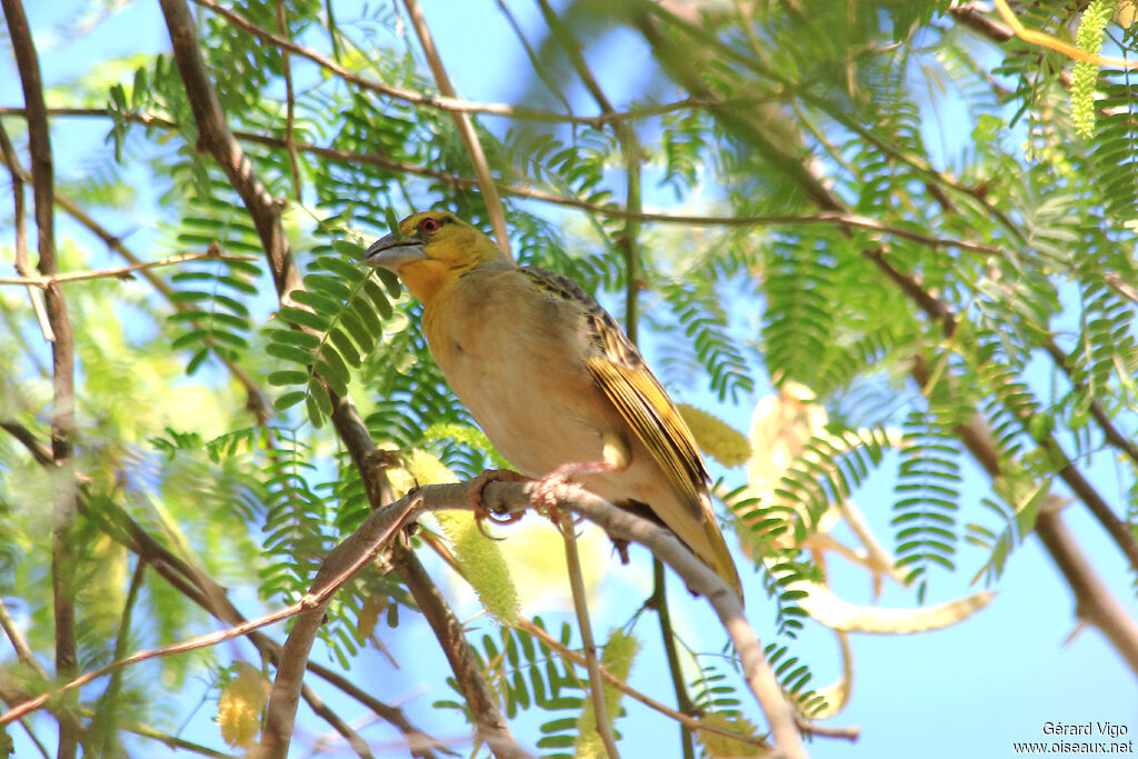 Village Weaver female adult