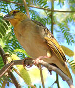 Village Weaver