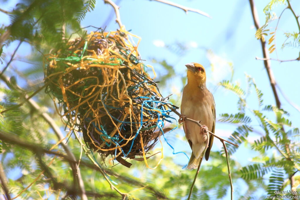 Village Weaver female adult, Reproduction-nesting