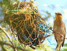 Village Weaver