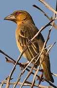 Village Weaver