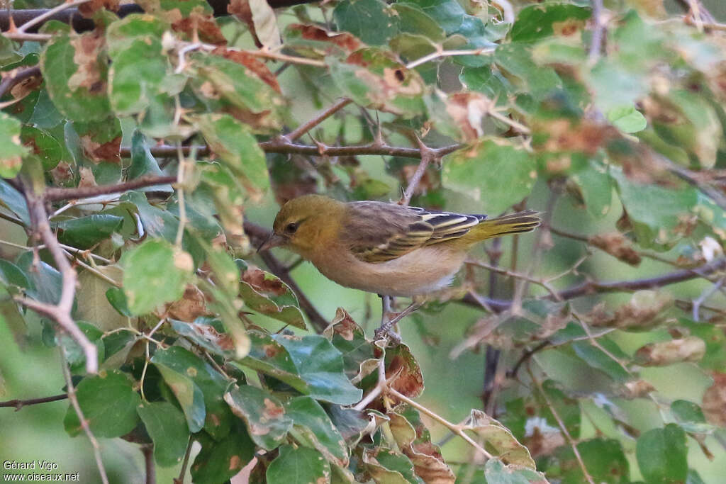 Little Weaveradult post breeding, identification