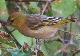 Little Weaver