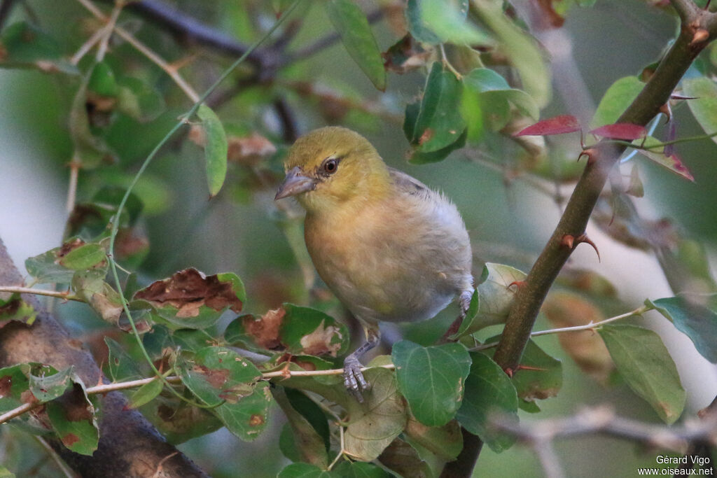 Little Weaver female adult