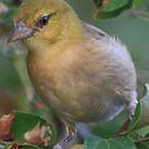 Tisserin minule
