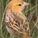 Tisserin minule