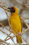 Vitelline Masked Weaver