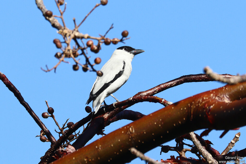 Black-crowned Tityra male adult