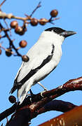 Black-crowned Tityra