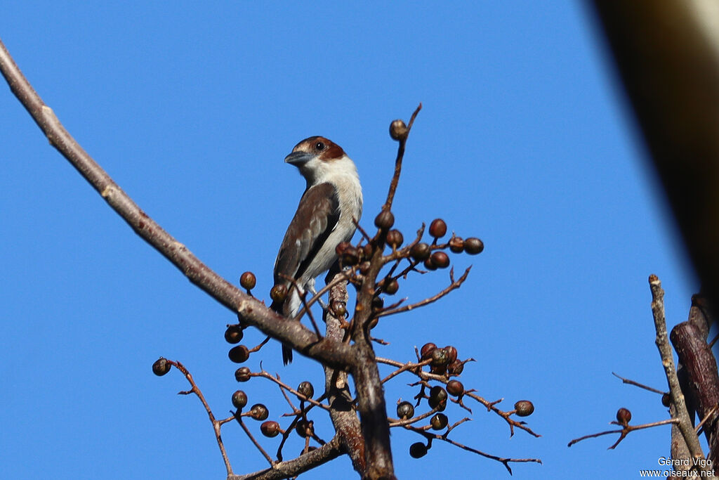 Black-crowned Tityra female adult