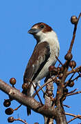 Black-crowned Tityra