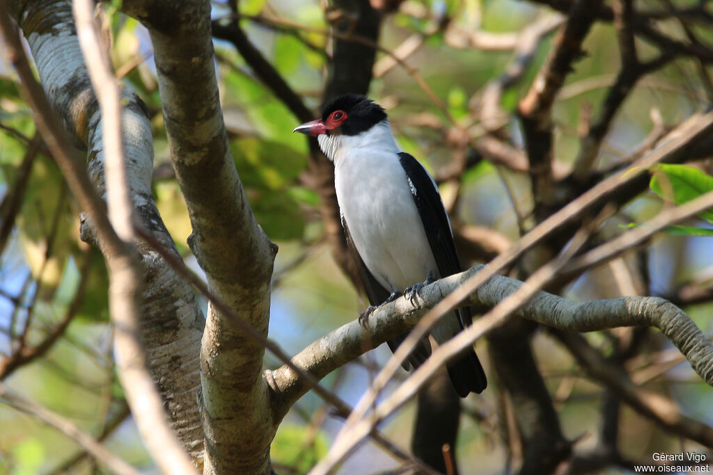 Black-tailed Tityra male adult