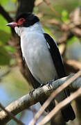 Black-tailed Tityra