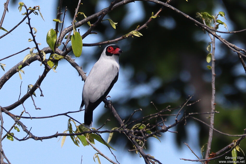 Masked Tityra male adult