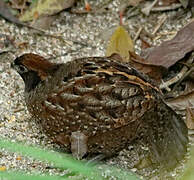 Black-fronted Wood Quail