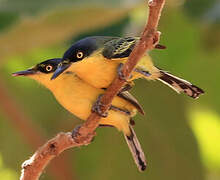 Common Tody-Flycatcher