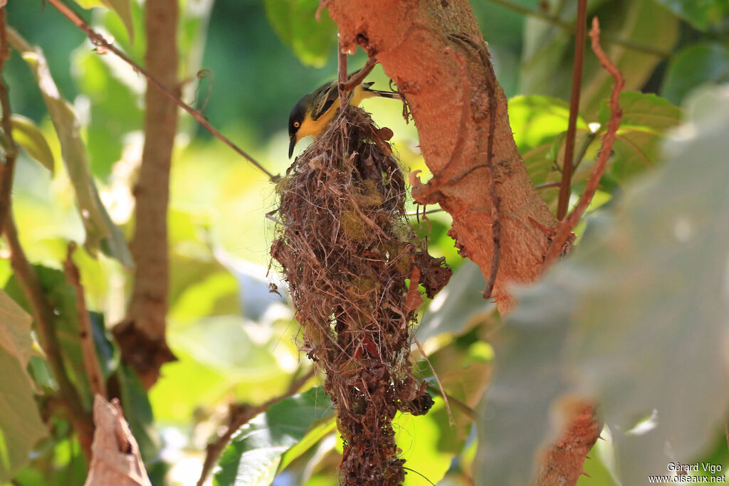 Common Tody-Flycatcheradult, Reproduction-nesting