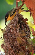 Common Tody-Flycatcher