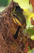 Common Tody-Flycatcher