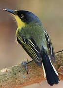 Common Tody-Flycatcher