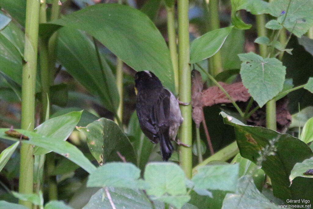 White-naped Brushfinchadult