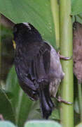 White-naped Brushfinch