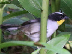 White-naped Brushfinch