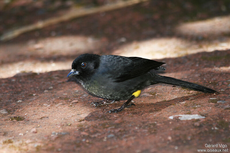 Yellow-thighed Finchadult