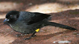 Yellow-thighed Finch