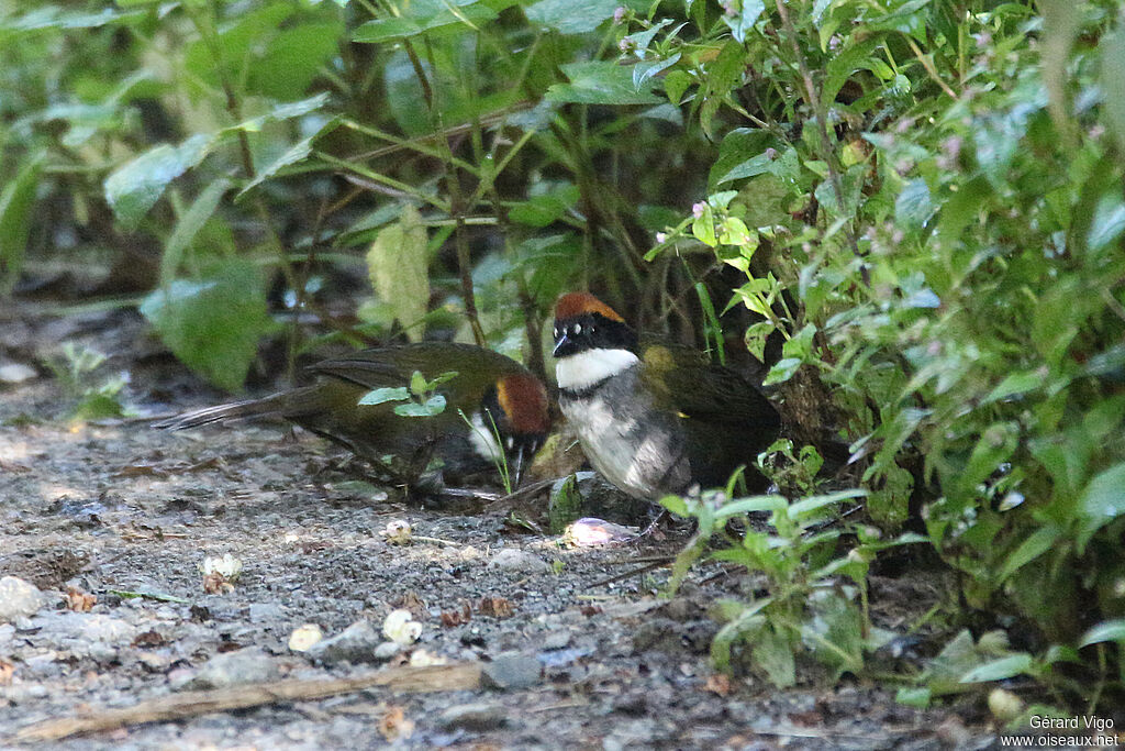 Chestnut-capped Brushfinchadult