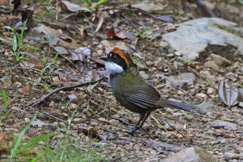 Tohi à nuque bruneadulte, identification