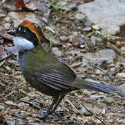 Chestnut-capped Brushfinch