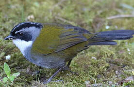 Grey-browed Brushfinch