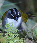 Grey-browed Brushfinch