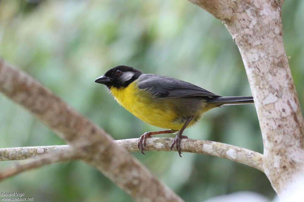 Santa Marta Brushfinchadult, identification