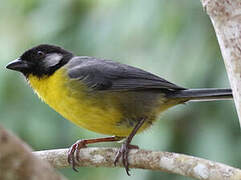 Santa Marta Brushfinch