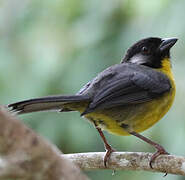 Santa Marta Brushfinch