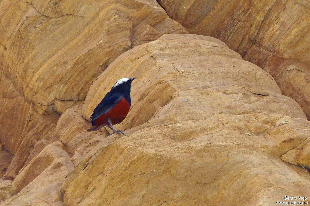 White-capped Redstartadult