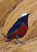 White-capped Redstart