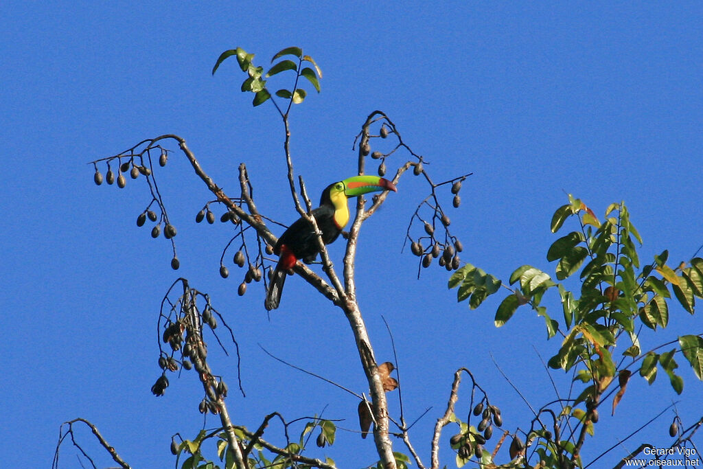 Toucan à carèneadulte