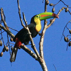 Toucan à carène