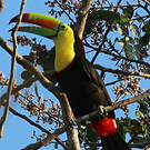 Toucan à carène