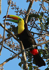 Toucan à carène