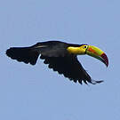 Toucan à carène