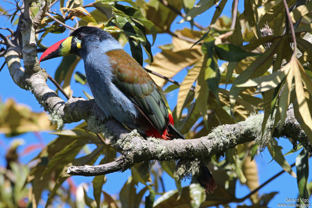 Grey-breasted Mountain Toucanadult